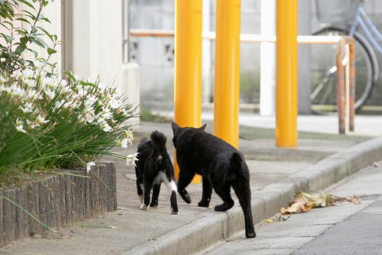 街のねこたち