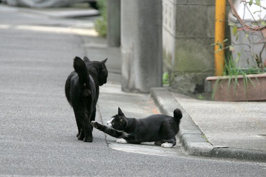 街のねこたち