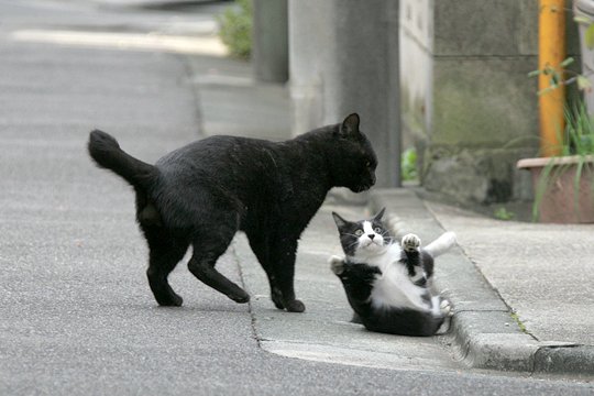 街のねこたち