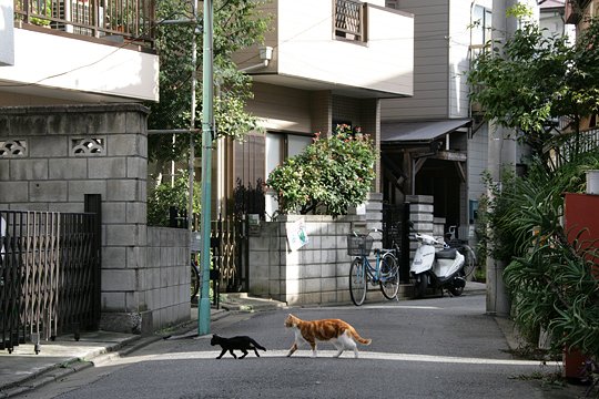街のねこたち