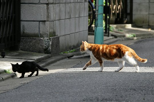 街のねこたち