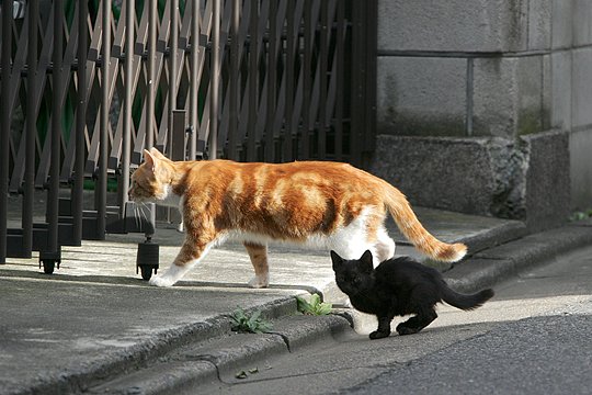 街のねこたち