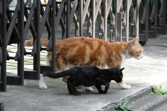 街のねこたち