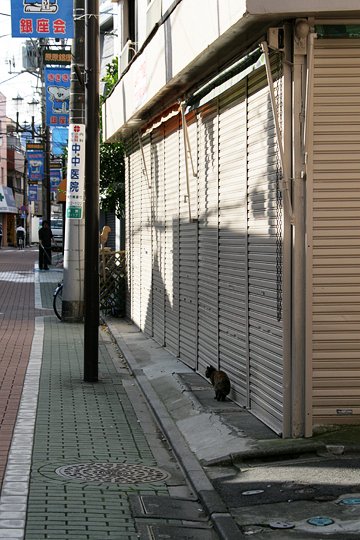 街のねこたち