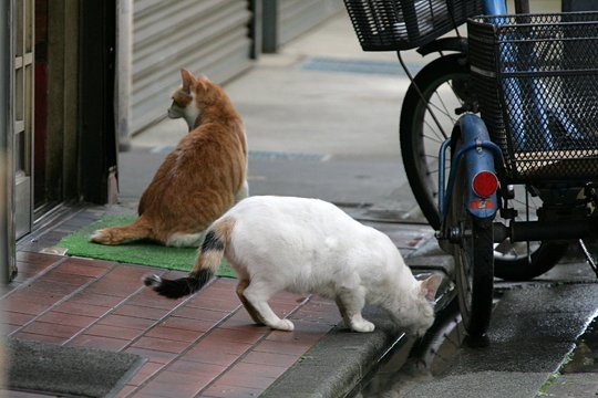 街のねこたち
