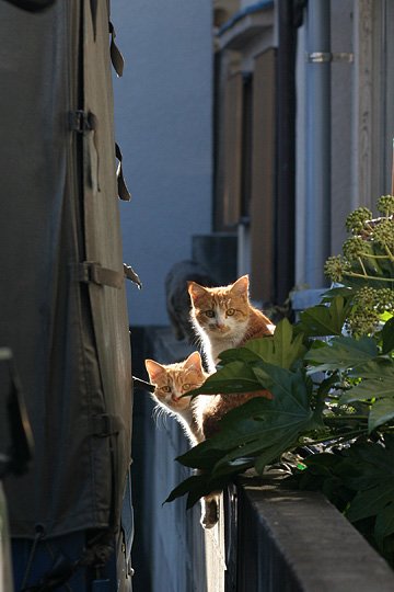 ねこ写真