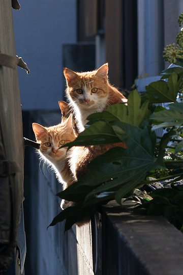 ねこ写真