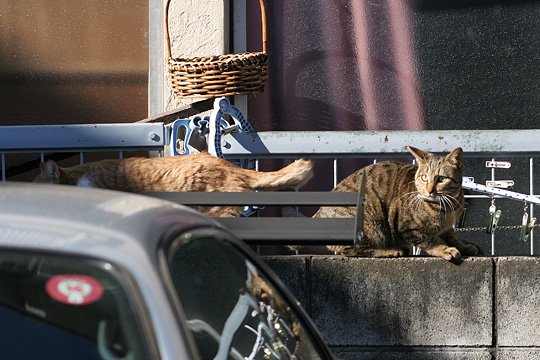 ねこ写真