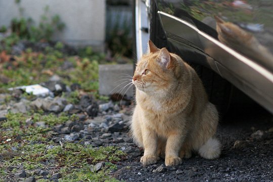 ねこ写真