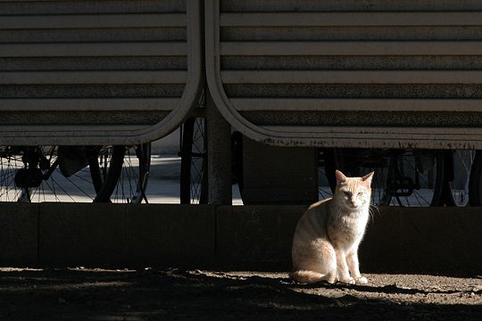 ねこ写真