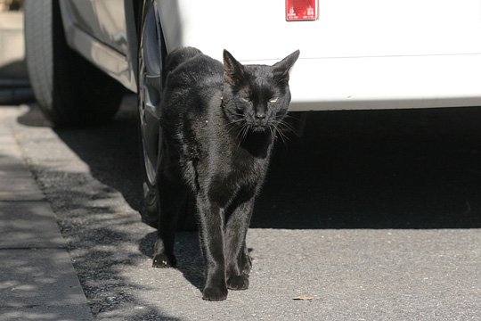 ねこ