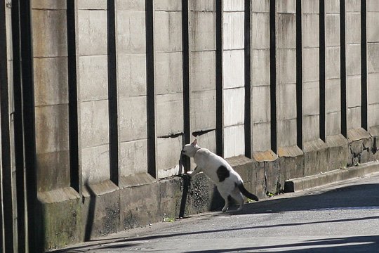 ねこ