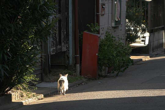 ねこ