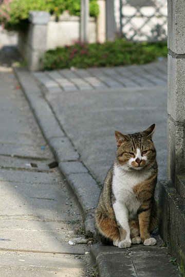 ねこ