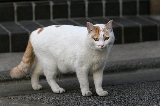 ねこ