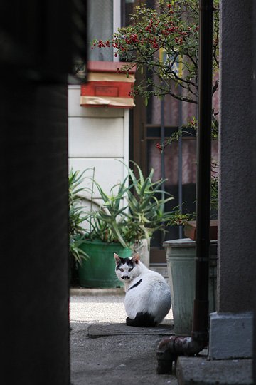 ねこ