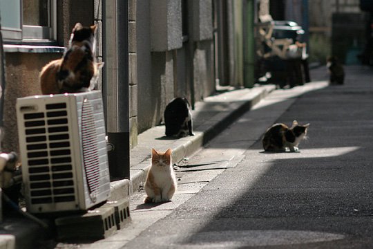 ねこ