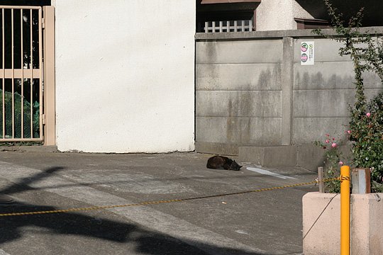 ねこ