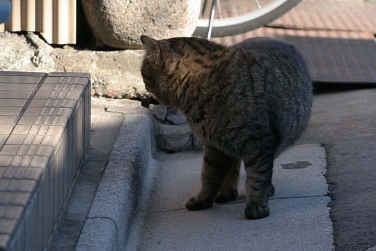 ねこ