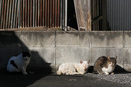 ねこ