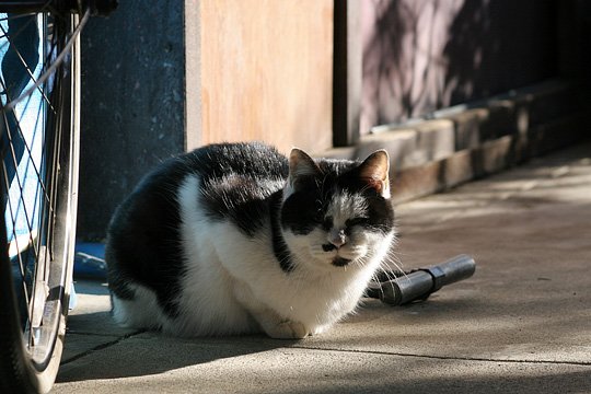 ねこ