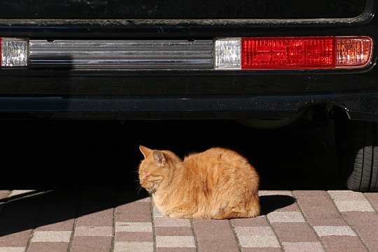 ねこ