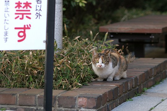 ねこ