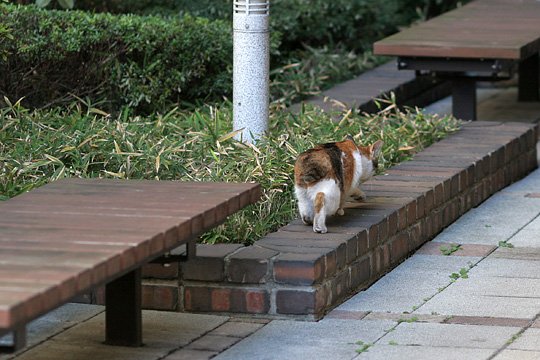 ねこ