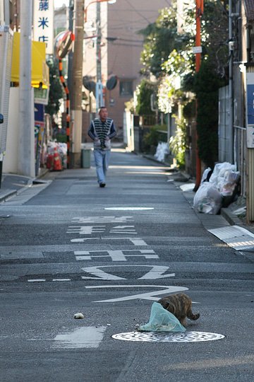 ねこ