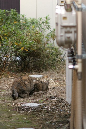 ねこ