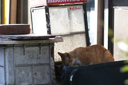 ねこ