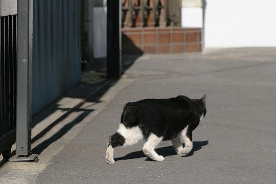 ねこ