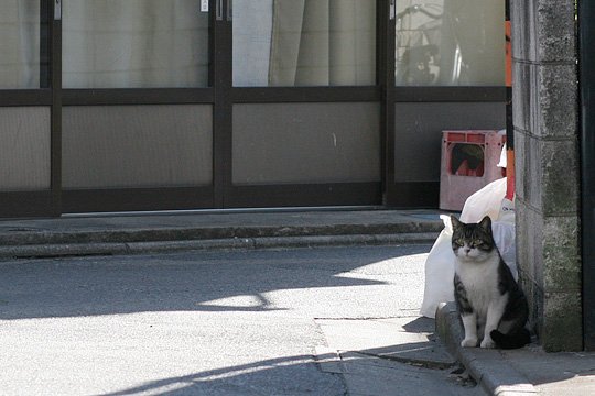 ねこ