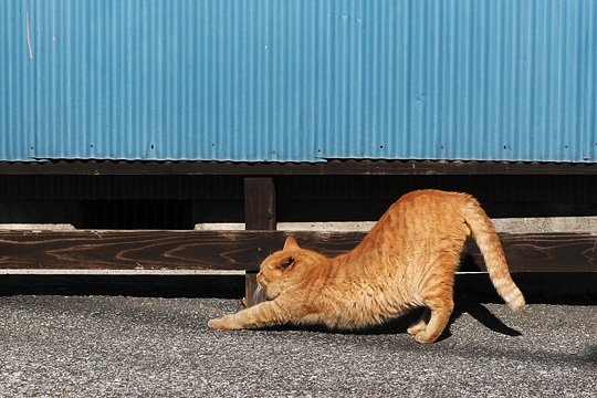 ねこ