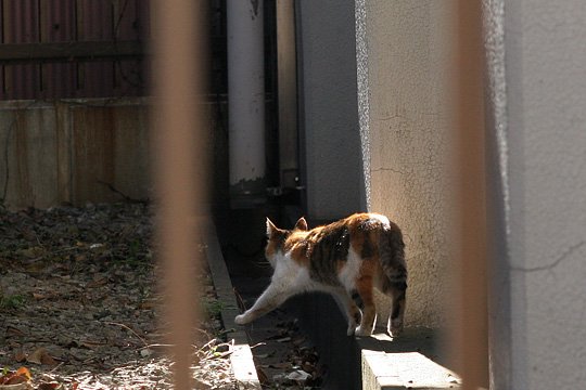 ねこ