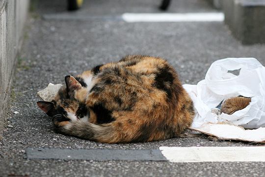 ねこ