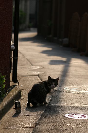 ねこ