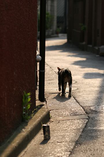 ねこ