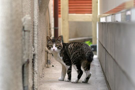 ねこ