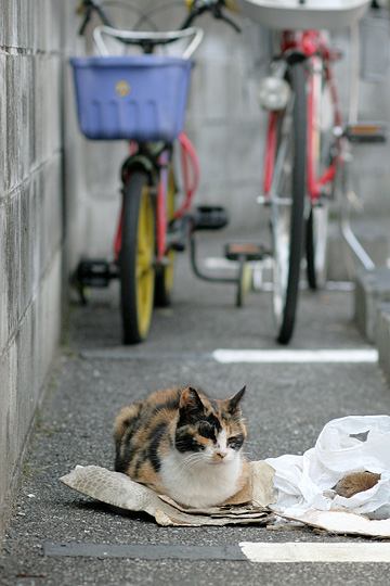 ねこ