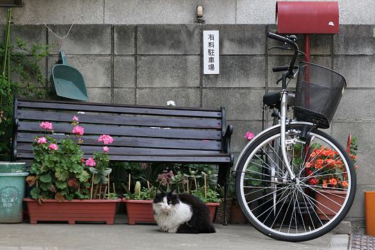 ねこ