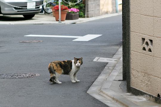 ねこ