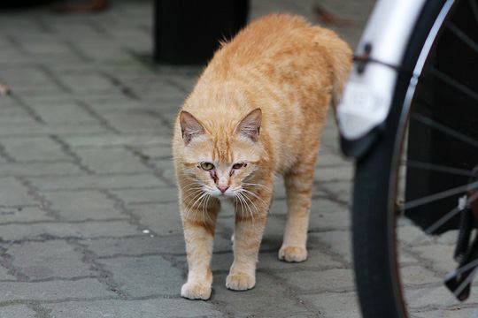 ねこ