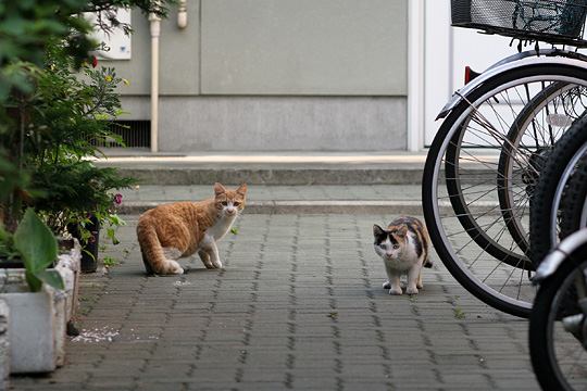 ねこ