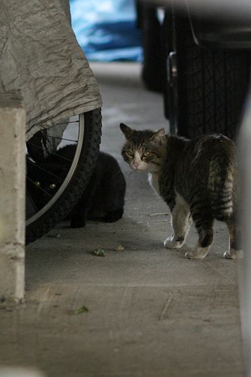 ねこ