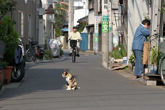 ねこ