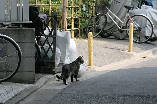 ねこ