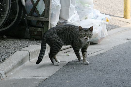 ねこ