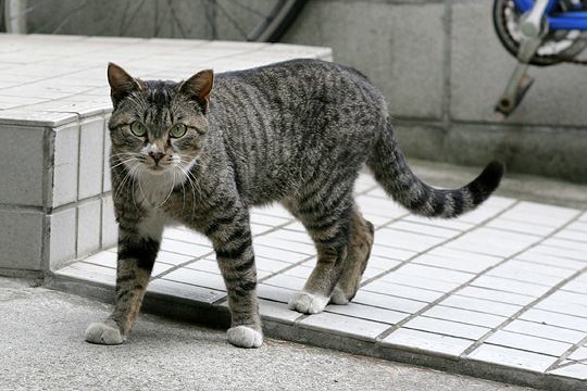 ねこ