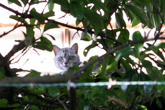 ねこ